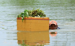 Nhọc nhằn nghề hái rau muống dại ở Sài Gòn