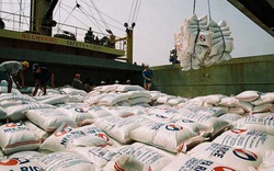 Kim ngạch xuất khẩu gạo tăng gần 11%