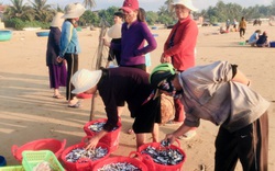 Phú Yên: Độc đáo, phiên chợ "đầu mối" bán cá tôm tươi rói ngay mép biển, họp nhanh tan cũng nhanh