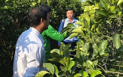 An Giang: Hội viên nhanh khấm khá nhờ trồng cây ăn quả VietGAP
