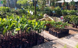 Sau hạn mặn, giá cây giống ở Tiền Giang tăng chóng mặt