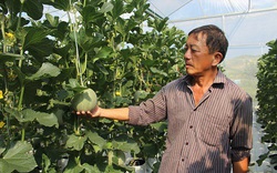 Hà Tĩnh: Nông nghiệp công nghệ cao-trồng dưa lưới vụ nào ăn chắc vụ đó