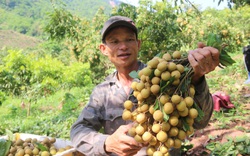 Lên Sơn La tận thấy "rừng" nhãn ghép trái trĩu cành, dân giàu lên thấy rõ