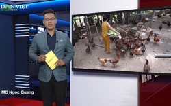 Bản tin Tam nông Dân Việt 31/7: Làm giàu nhờ nuôi gà "3 sạch", cảnh báo khi mua bán lan tiền tỷ