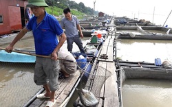 Phú Thọ: Thuần dưỡng loài cá quý hiếm trên sông Đà, muốn ăn ngon phải chờ vài năm