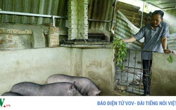 Điện Biên: Dịch tả lợn châu Phi tái phát tại nhiều xã, dân mất hàng trăm triệu đồng