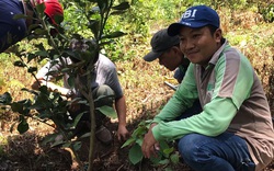 An Giang: Được Giáo sư nổi tiếng "xui" trồng cây ăn trái trên Núi Dài, nông dân khá giả hẳn