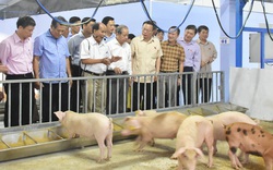 Trang trại 4F: Không cần tắm lợn, không cần rửa chuồng, không mùi hôi