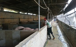 Nhanh tay "mắc màn" cho lợn, chủ trang trại tự tin đẩy lùi dịch tả lợn châu Phi