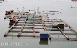 “Làm nương” trên sông Đà, cho cá ăn tỏi cộng thêm 2 thứ này, dân thu nhập hàng trăm triệu