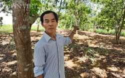 Quảng Trị: Đất dân khai hoang, sử dụng nhưng lại cấp sổ đỏ cho công ty