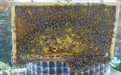 Cụ ông 80 tuổi vẫn làm nên cơ nghiệp với bầy ong