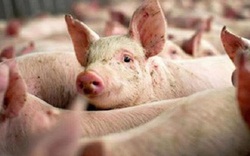 Giá heo hơi hôm nay 19/7: Doanh nghiệp nào không phối hợp giảm giá lợn hơi?