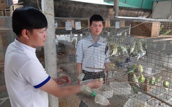 Tây Ninh: Nuôi loài chim có thể tập nói như tiếng người mà làm giàu