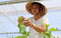 Hà Tĩnh: Làm nông nghiệp công nghệ cao, nắng nóng 40 độ C, vườn dưa lưới vẫn xanh mướt, trĩu quả