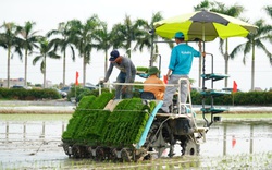 Hải Dương: Lần đầu tiên trình diễn máy cấy lúa trên đồng ruộng