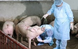 Lập Kế hoạch quốc gia phòng, chống bệnh dịch tả lợn châu Phi