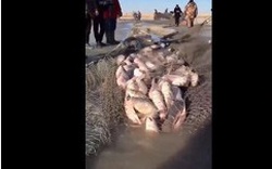 "Tuyệt chiêu" bắt cả mấy tấn cá dưới mặt hồ đóng băng ở Trung Quốc cực nhanh