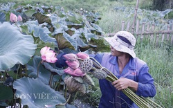 Lai Châu: Ao thả cá chả vui, trồng cây lá to như cái thúng lại đông người tới xem