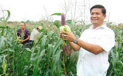 Trồng thứ bắp tên sang chảnh, ăn sống ngay tại ruộng, 1 nông dân Đồng Nai trúng lớn