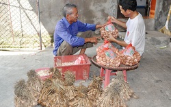 Tỏi Lý Sơn, tỏi An Thịnh vừa được cấp chỉ dẫn địa lý đặc biệt thế nào?