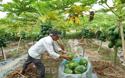 Bình Định: Lấy cây đu đủ "làm chủ" ở vườn trồng "lung tung", hái trái không kịp bán