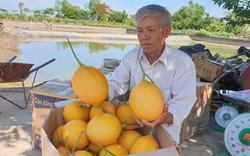 Thanh Hóa: U70 trồng "vườn vàng", đã thu hàng trăm triệu, sểnh ra là có người đòi vào "sống ảo" 