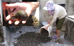 Nghệ An: Đổ xô đi "săn" ốc bươu vàng