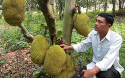 Bình Thuận: Trồng rừng mít không hạt, cây nào cũng đầy trái, thời dịch Covid-19 sao bán vẫn đắt hàng?