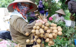 Hưng Yên: Bước vào chính vụ thu hoạch nhãn, giá nhãn đặc sản 50.000 đồng/kg