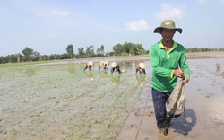 Nông dân đang nghèo hơn