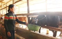 Những nông dân xứ Quảng làm giàu nhờ Internet