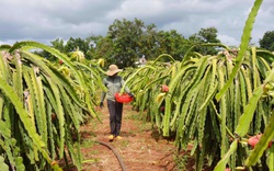 Dịch Covid-19: Thanh long “tắc đường”, khuyến cáo không trồng thêm