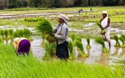 Sản lượng gạo của Ấn Độ dự báo sẽ tăng cao lên mức kỷ lục