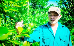Hà Tĩnh: Một nông dân “trốn” lên núi đá trồng cây, nuôi con đặc sản, ai lên thăm cũng bất ngờ