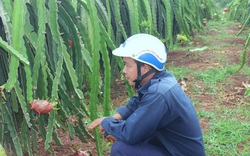 Nông dân Đắk Lắk điêu đứng vì thanh long rớt giá còn 2.000 đồng/kg