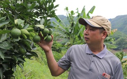 Lão nông Sơn La làm giàu từ trồng cây ăn quả