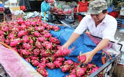 Rớt giá, tắc đường xuất khẩu: “Thảm họa kép” với trái cây Việt