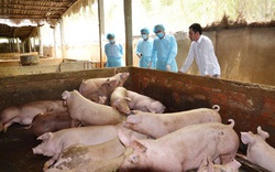 Nhiều tỉnh công bố hết dịch tả lợn châu Phi, đàn lợn vẫn chưa thể phục hồi