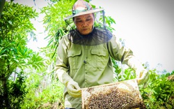 Hà Tĩnh: Nông dân có của ăn của để nhờ nuôi loài côn trùng chăm chỉ làm việc nhất thế giới