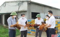 Hà Tĩnh: Thuê bãi đất cát hoang, ven nghĩa địa nuôi gà mà ra tiền tỷ, ai cũng khen tài