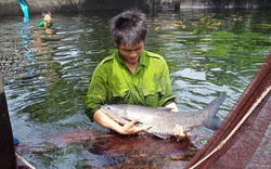 
Thái Bình: Bí quyết nuôi những con cá khổng lồ của nông dân 9X cất bằng đại học, bỏ lương cao