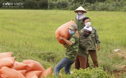 Quảng Trị: Một thôn bị phong toả do dịch Covid-19, nông dân, học sinh xắn tay thu hoạch lúa giúp