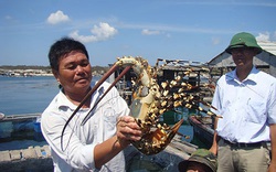 Bình Thuận: Ra đảo Phú Quý, bất ngờ với tôm hùm khổng lồ ở Ngũ Phụng, ăn 1 lần cho biết