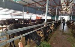 Hà Nội: Dân xã "đảo" thu 70 tỷ đồng/năm nhờ nuôi đàn bò khủng 4.000 con