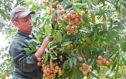 Hưng Yên: Nơi bán nhãn giá bèo 11.000 đồng/kg, ở đây bán nhãn gì mà giá 40.000-50.000 đồng/kg?