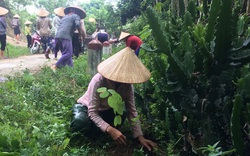 Hội viên nông dân Mai Châu: Tích cực tham gia bảo vệ và phát triển rừng