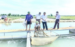 Quảng Trị: Nuôi cá theo công nghệ "làm sông trong ao", vụ đầu tiên ước doanh thu đạt 1,2 tỷ đồng