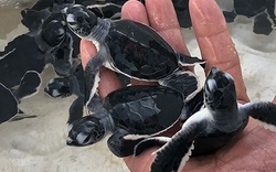 Bình Thuận: Thả 45 "bé" rùa quý hiếm, dễ thương về biển khơi, "bà mẹ" rùa nặng tới hơn 1 tạ