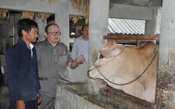 Nhiều hộ trồng ngô làm mèn mén ăn chống đói, ông Mí Chơ chỉ trồng cỏ nuôi bò vàng thành triệu phú